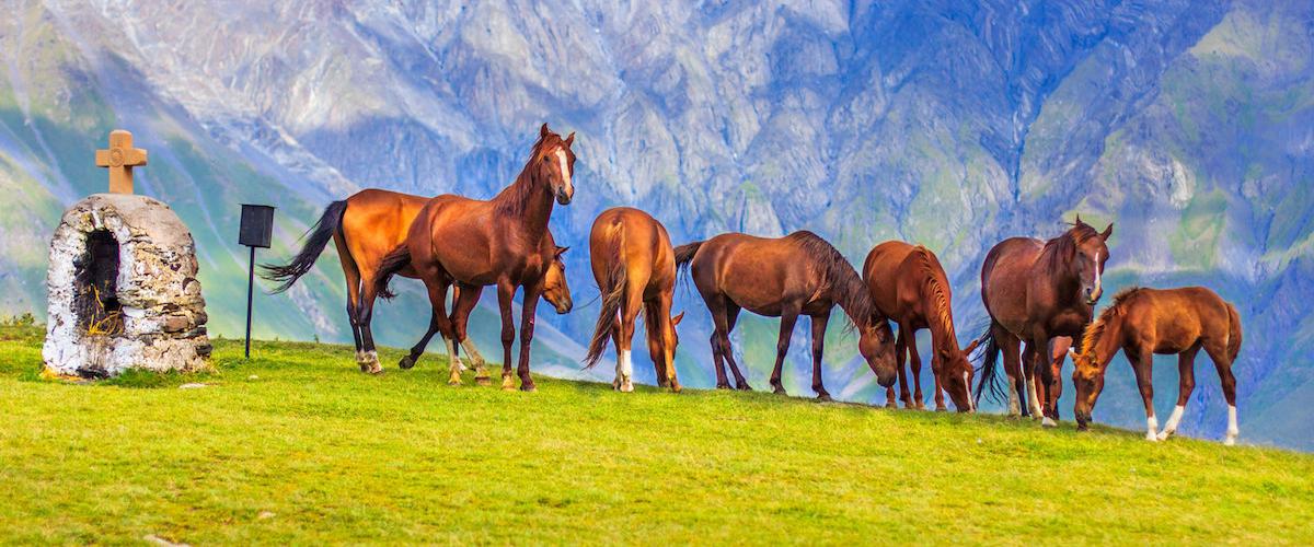 Georgia on jylhänkaunis vuoristoinen maa. Näemme matkalla Kaukasusvuoristoon kuuluvan Kazbekvuoren. Hevosia Kaukasusvuoristossa.